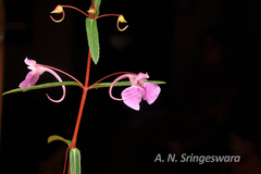Impatiens fasciculata